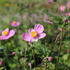 Anemone hupehensis 'Praecox'.JPG
