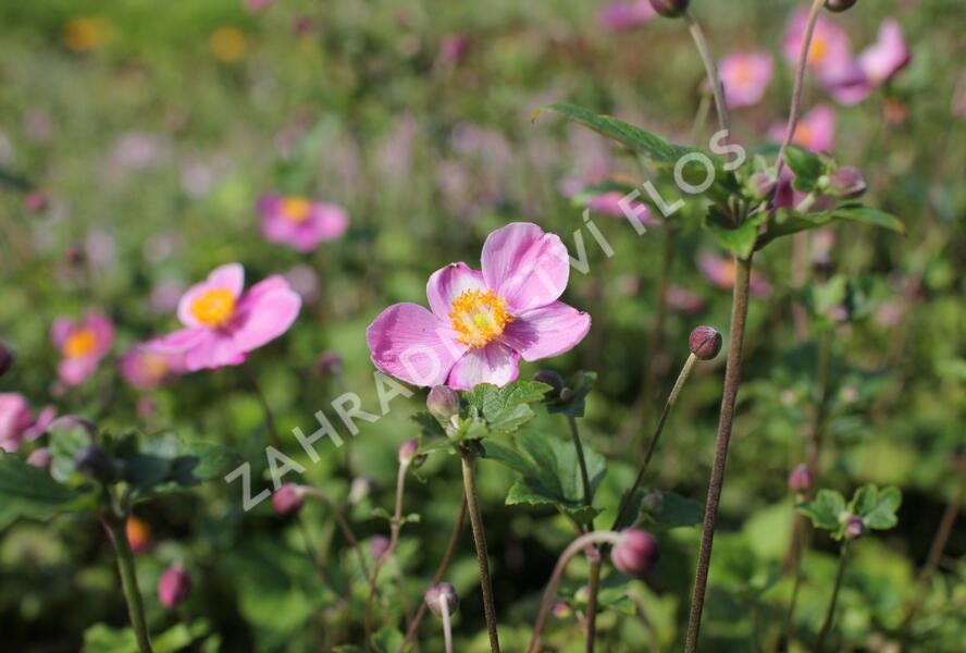 Sasanka hupejská 'Praecox' - Anemone hupehensis 'Praecox'