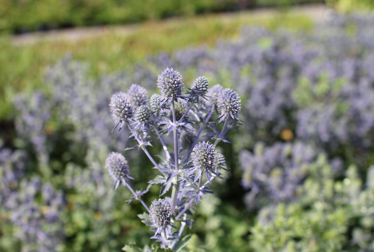 Máčka plocholistá 'Tiny Jackpot' - Eryngium planum 'Tiny Jackpot'
