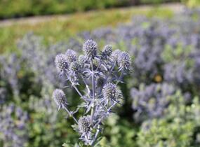 Máčka plocholistá 'Tiny Jackpot' - Eryngium planum 'Tiny Jackpot'