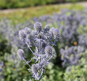 Máčka plocholistá 'Tiny Jackpot' - Eryngium planum 'Tiny Jackpot'
