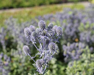 Máčka plocholistá 'Tiny Jackpot'