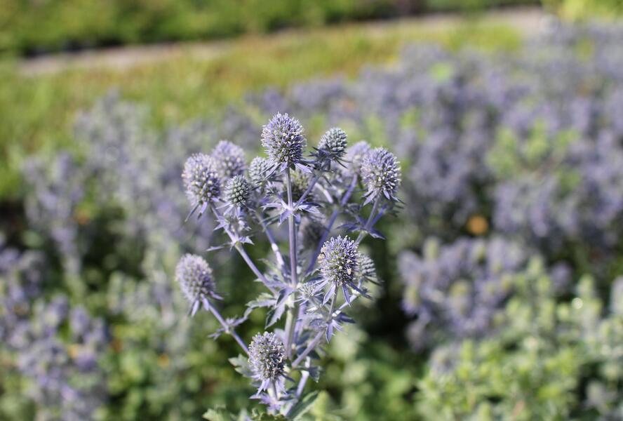 Máčka plocholistá 'Tiny Jackpot' - Eryngium planum 'Tiny Jackpot'