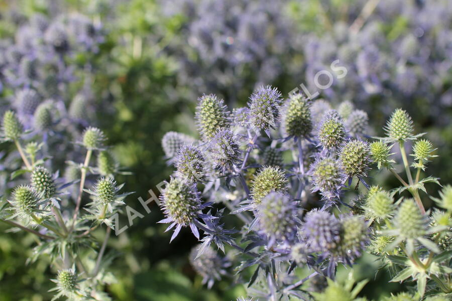 Máčka plocholistá 'Tiny Jackpot' - Eryngium planum 'Tiny Jackpot'
