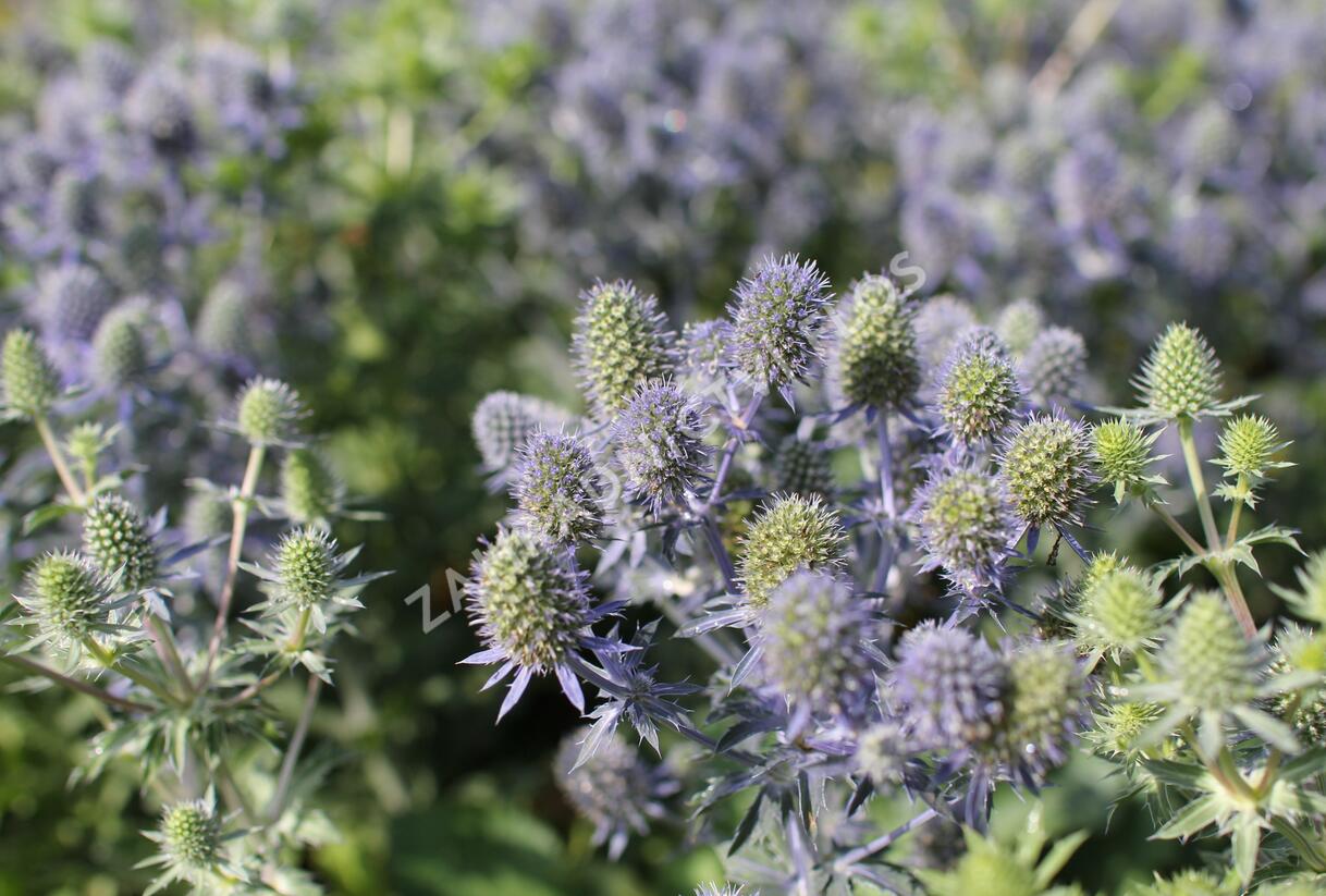 Máčka plocholistá 'Tiny Jackpot' - Eryngium planum 'Tiny Jackpot'