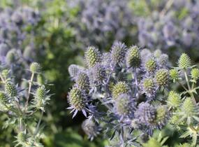 Máčka plocholistá 'Tiny Jackpot' - Eryngium planum 'Tiny Jackpot'