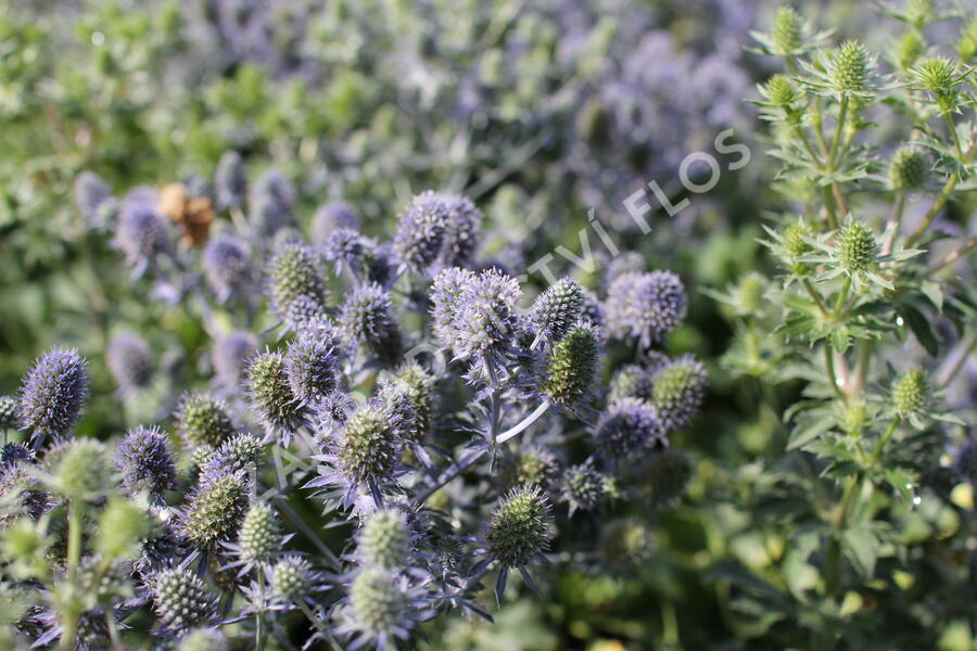 Máčka plocholistá 'Tiny Jackpot' - Eryngium planum 'Tiny Jackpot'