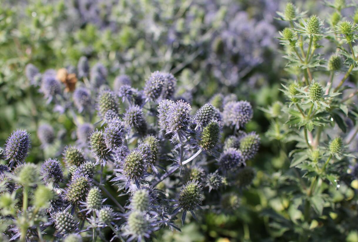 Máčka plocholistá 'Tiny Jackpot' - Eryngium planum 'Tiny Jackpot'