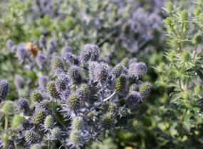 Máčka plocholistá 'Tiny Jackpot' - Eryngium planum 'Tiny Jackpot'