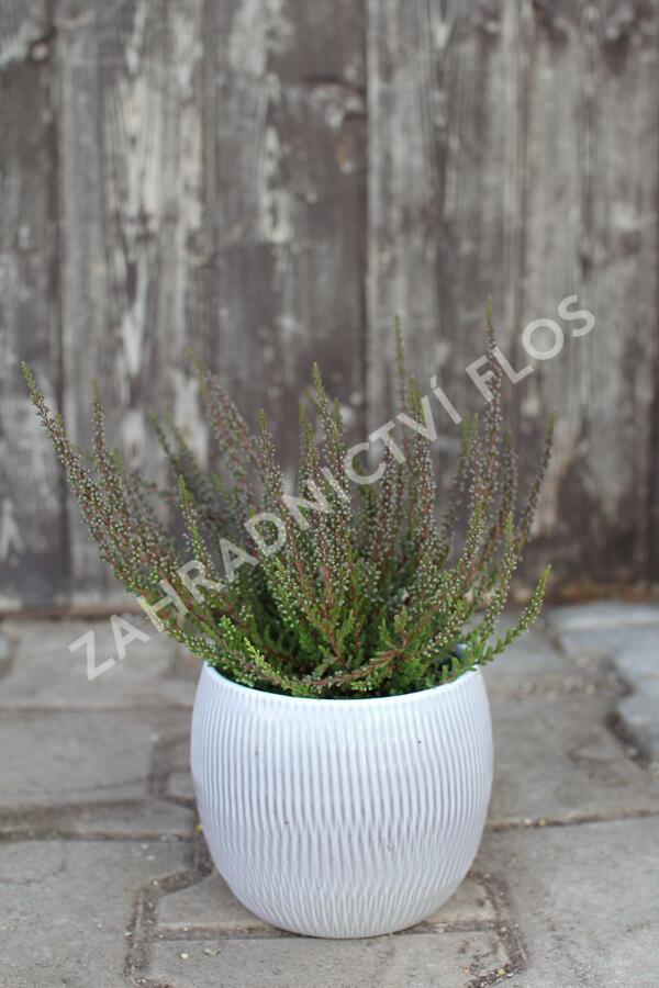 Vřes obecný (Sunset girls®) 'Zalina' - Calluna vulgaris (Sunset girls®) 'Zalina'