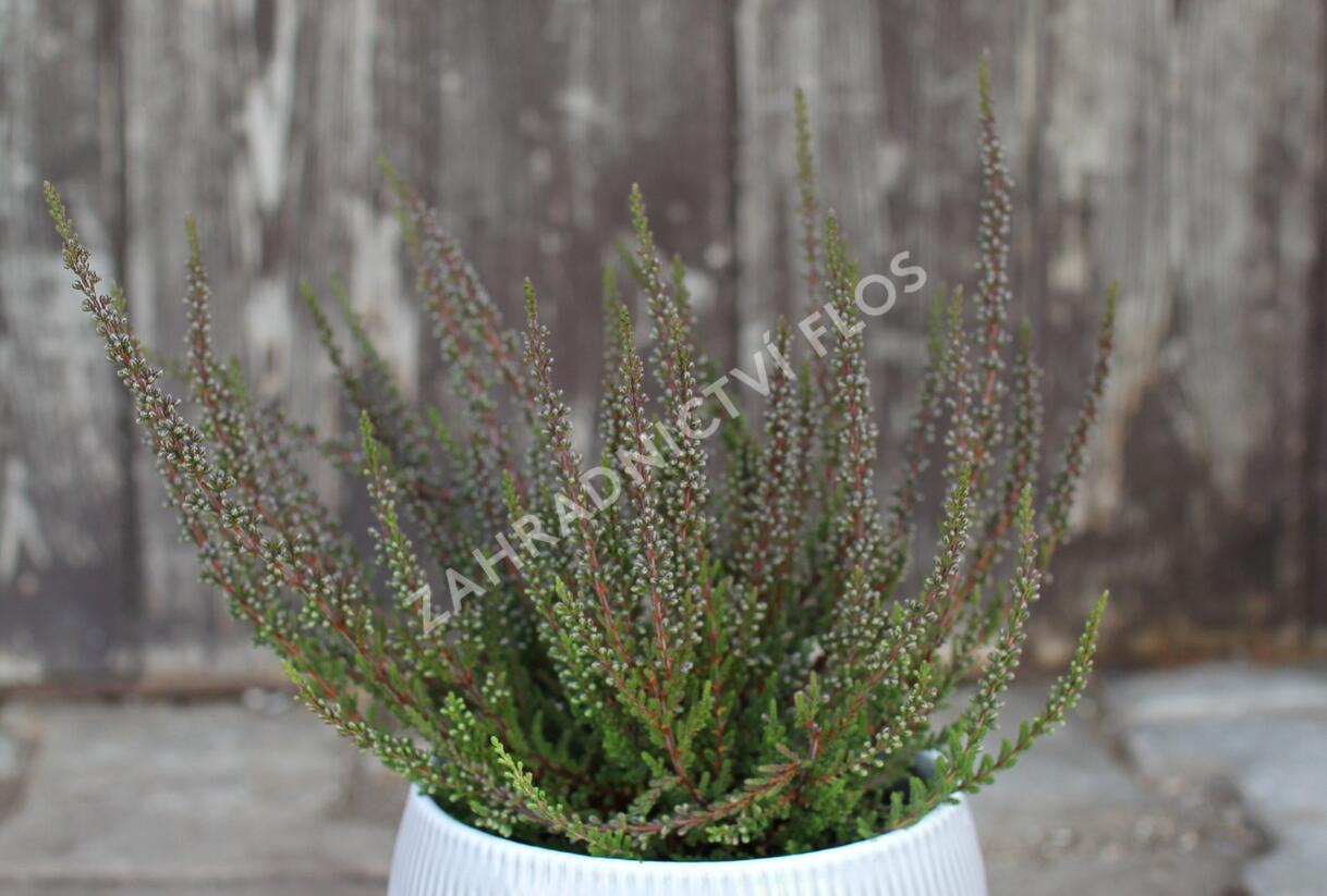 Vřes obecný (Sunset girls®) 'Zalina' - Calluna vulgaris (Sunset girls®) 'Zalina'