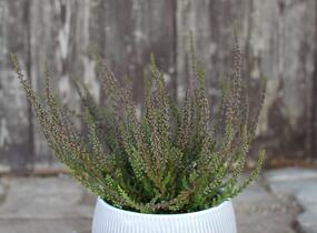 Vřes obecný (Sunset girls®) 'Zalina' - Calluna vulgaris (Sunset girls®) 'Zalina'