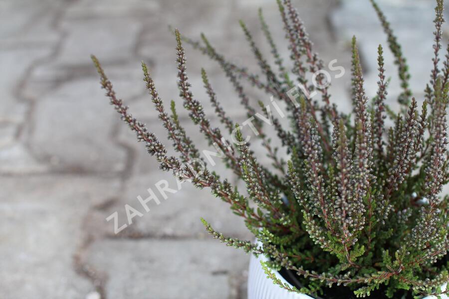 Vřes obecný (Sunset girls®) 'Zalina' - Calluna vulgaris (Sunset girls®) 'Zalina'
