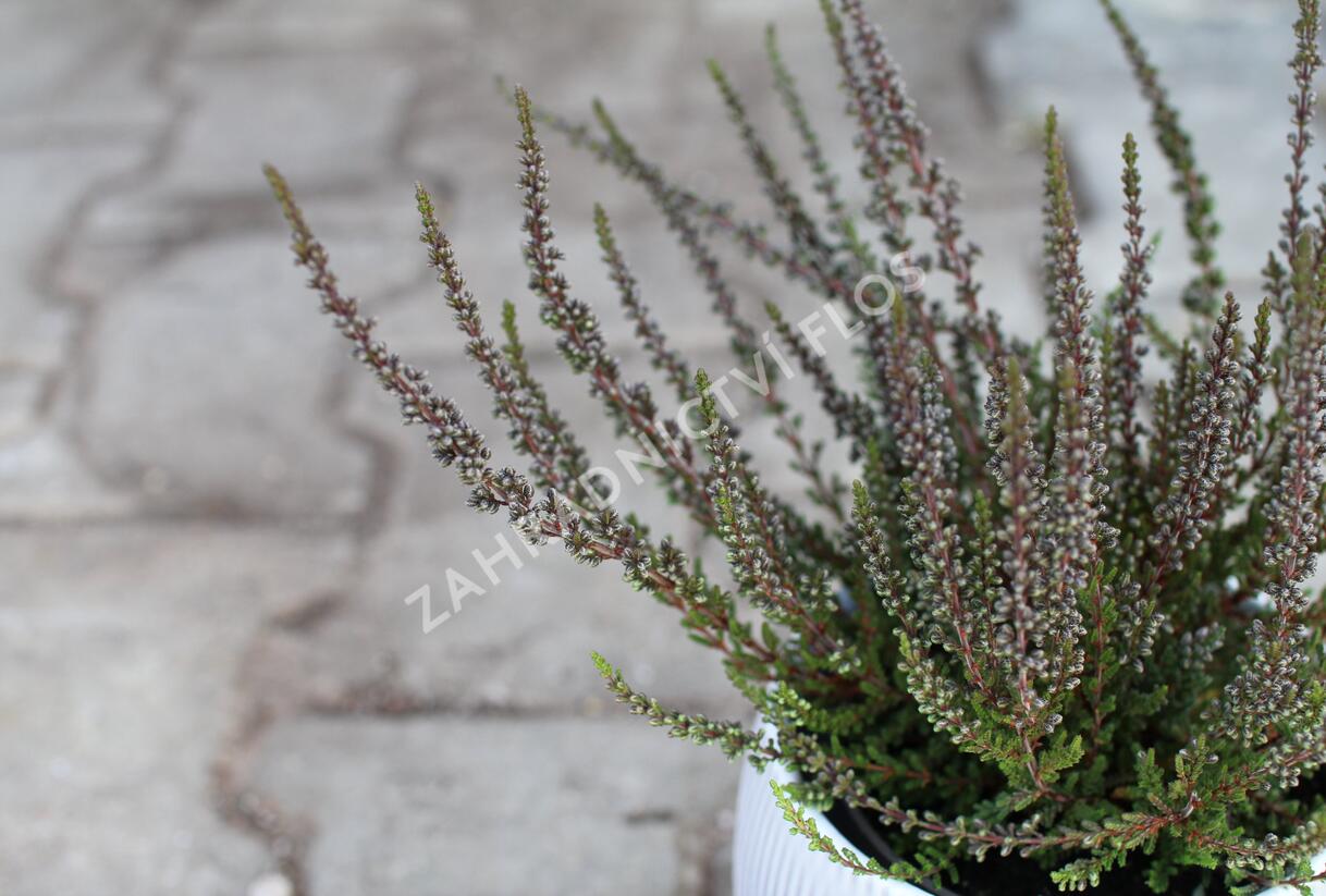 Vřes obecný (Sunset girls®) 'Zalina' - Calluna vulgaris (Sunset girls®) 'Zalina'