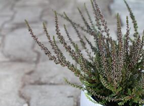 Vřes obecný (Sunset girls®) 'Zalina' - Calluna vulgaris (Sunset girls®) 'Zalina'