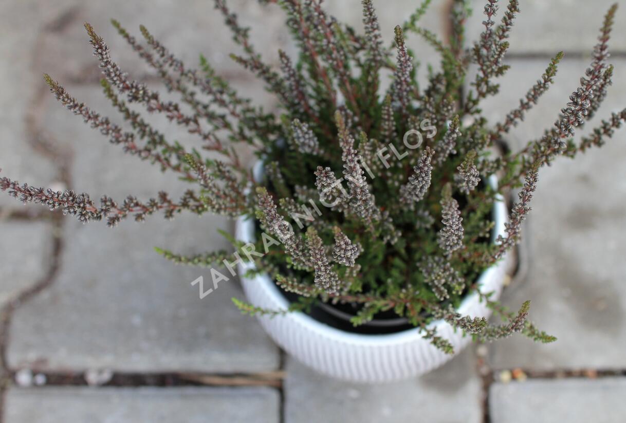 Vřes obecný (Sunset girls®) 'Zalina' - Calluna vulgaris (Sunset girls®) 'Zalina'