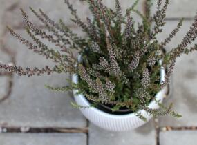 Vřes obecný (Sunset girls®) 'Zalina' - Calluna vulgaris (Sunset girls®) 'Zalina'
