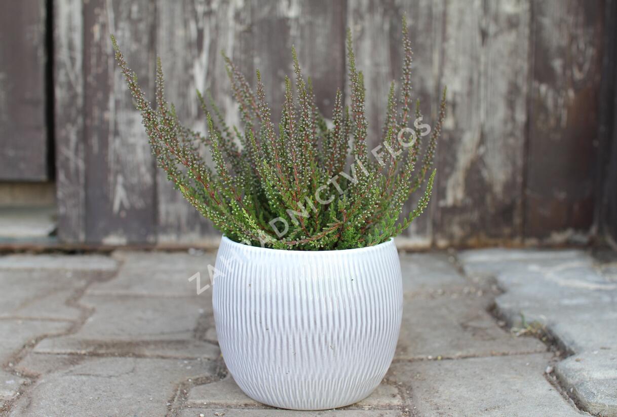 Vřes obecný (Sunset girls®) 'Zalina' - Calluna vulgaris (Sunset girls®) 'Zalina'