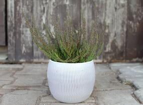 Vřes obecný (Sunset girls®) 'Zalina' - Calluna vulgaris (Sunset girls®) 'Zalina'