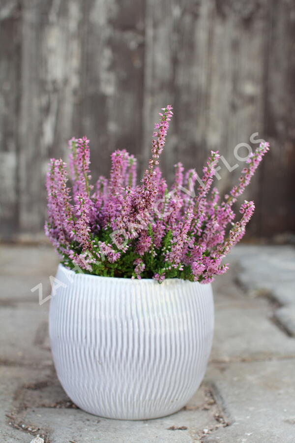 Vřes obecný - Calluna vulgaris