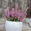 Vřes obecný - Calluna vulgaris