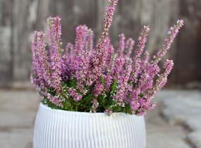 Vřes obecný - Calluna vulgaris