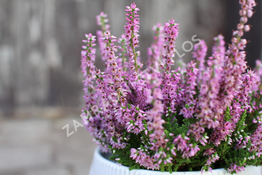 Vřes obecný - Calluna vulgaris