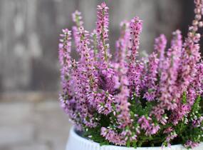 Vřes obecný - Calluna vulgaris