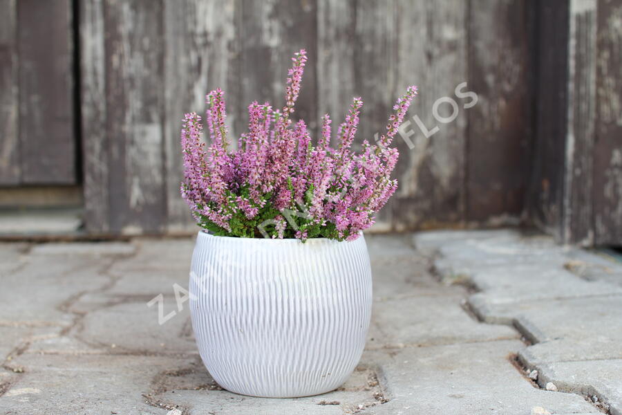 Vřes obecný - Calluna vulgaris