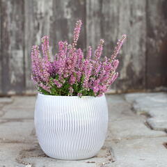 Vřes obecný - Calluna vulgaris