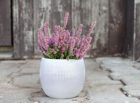 Vřes obecný - Calluna vulgaris