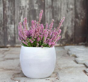 Vřes obecný - Calluna vulgaris