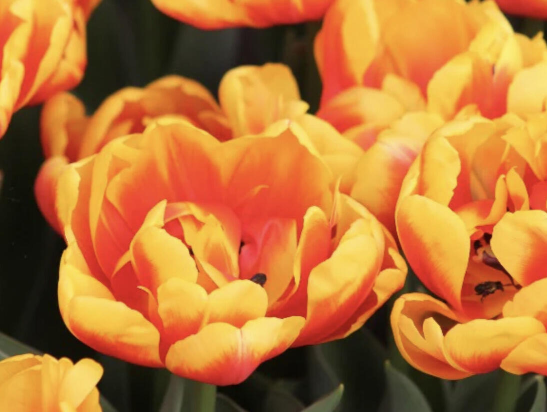 Tulipán plnokvětý raný 'Shell' - Tulipa Double Early 'Shell'