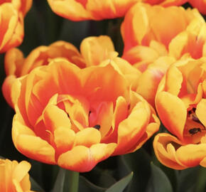 Tulipán plnokvětý raný 'Shell'