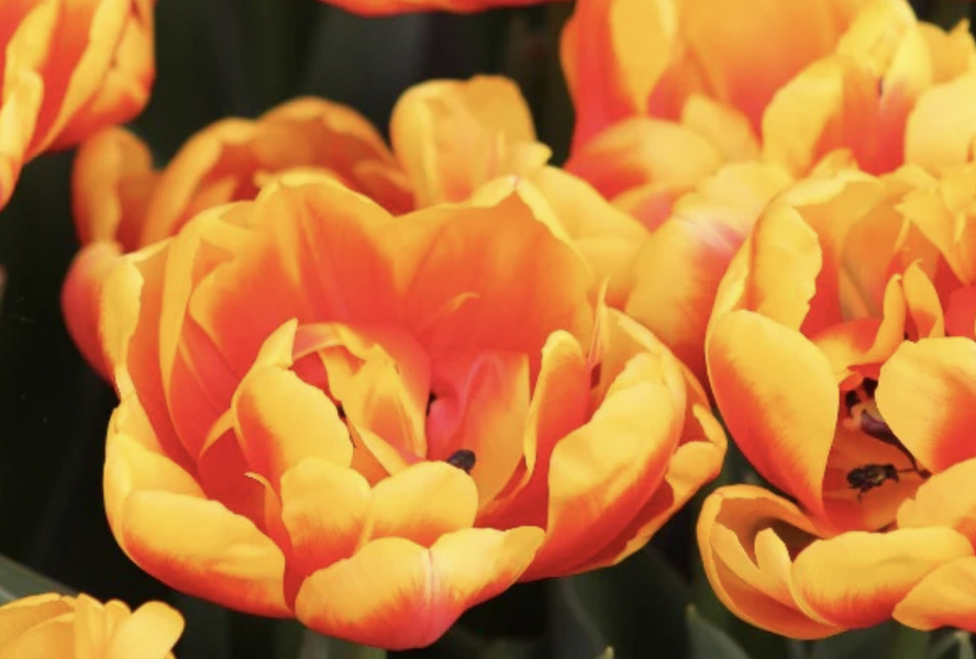 Tulipán plnokvětý raný 'Shell' - Tulipa Double Early 'Shell'