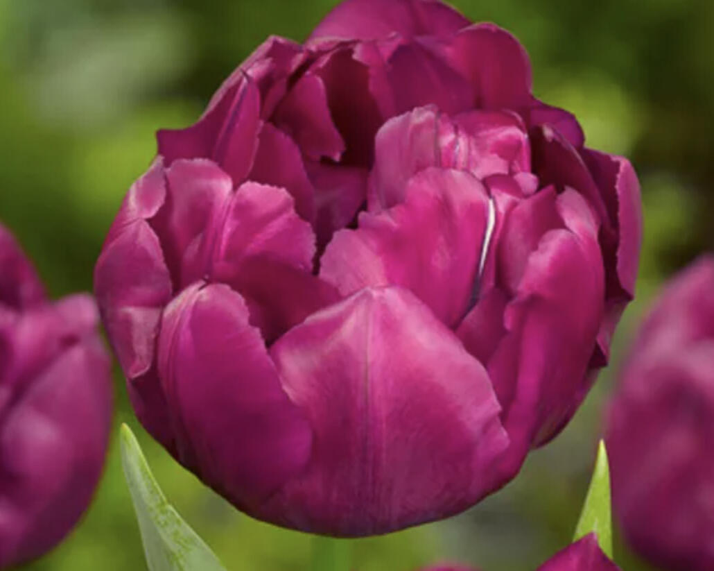 Tulipán plnokvětý raný 'Royal Acres' - Tulipa Double Early 'Royal Acres'
