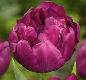 Tulipán plnokvětý raný 'Royal Acres'