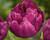 Tulipán plnokvětý raný 'Royal Acres'