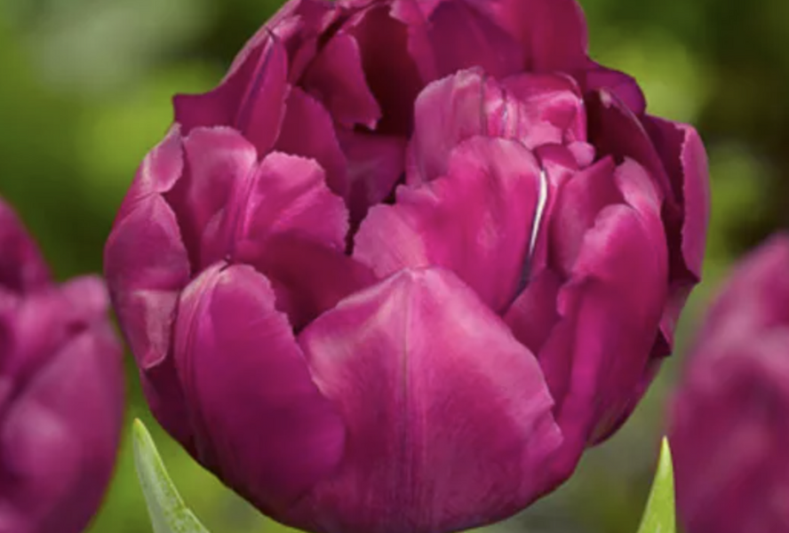 Tulipán plnokvětý raný 'Royal Acres' - Tulipa Double Early 'Royal Acres'