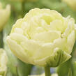 Tulipán 'Avant Garde' - Tulipa 'Avant Garde'