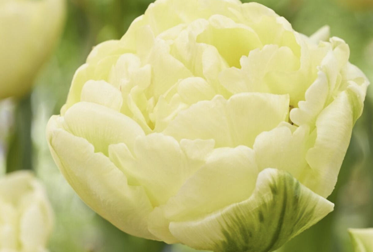 Tulipán 'Avant Garde' - Tulipa 'Avant Garde'