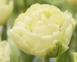 Tulipán 'Avant Garde'