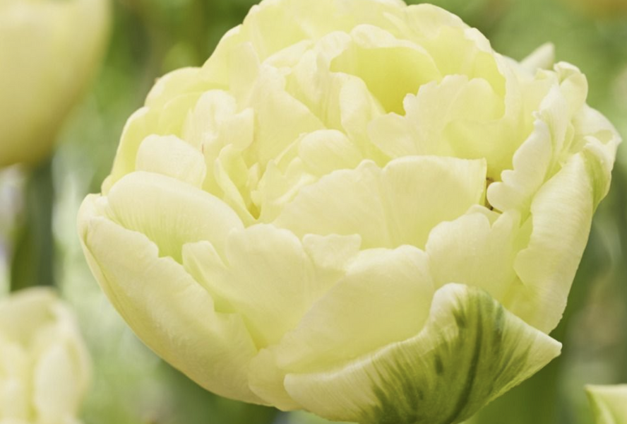 Tulipán 'Avant Garde' - Tulipa 'Avant Garde'