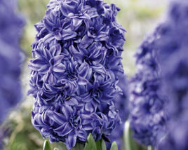 Hyacint 'Double Blue'