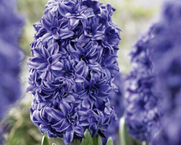 Hyacint 'Double Blue'
