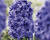 Hyacint 'Double Blue'