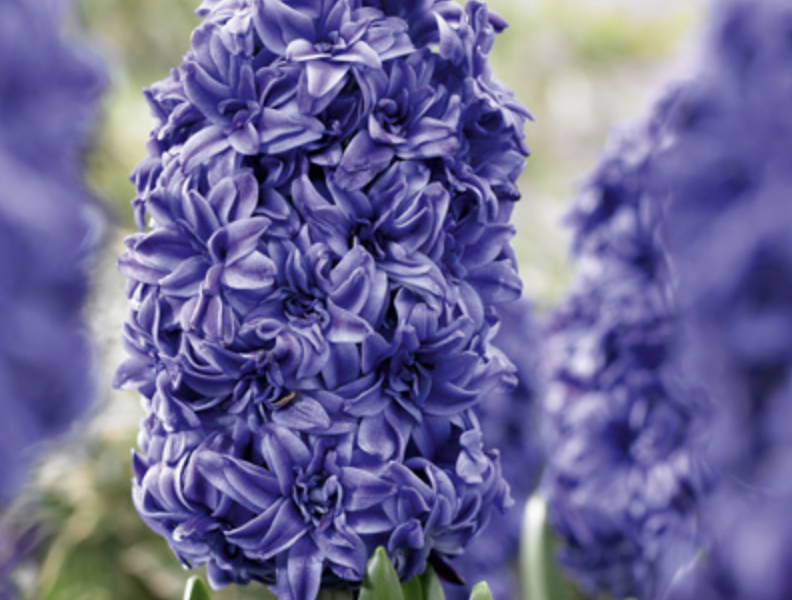 Hyacint 'Double Blue' - Hyacinthus 'Double Blue'