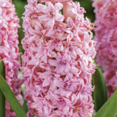 Hyacint 'Double Pink' - Hyacinthus 'Double Pink'