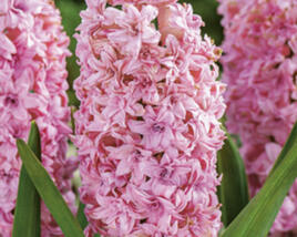 Hyacint 'Double Pink'