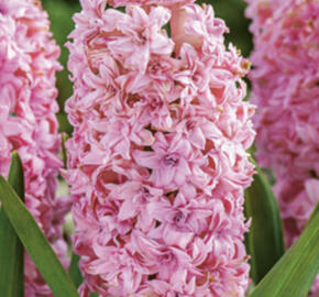 Hyacint 'Double Pink'